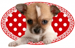 images/productimages/small/Hondje polkadot rood-wit BIH.jpg